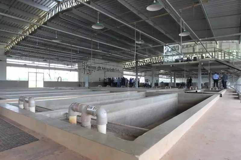 Justiça do AC Ordena Novo Leilão da Peixes da Amazônia S.A. Após Três Tentativas Frustradas