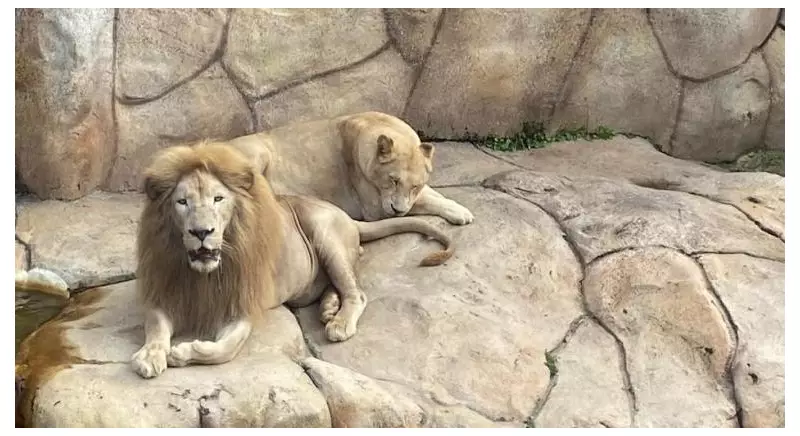 Leões Brancos Chegam ao Zoológico de BH: Um Presente Real para os Mineiros