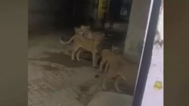 Leões Selvagens Invadem Vila Indiana: Cenas de Pânico e Fascínio na Madrugada