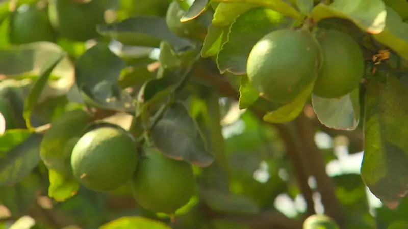 Limão em Crise: Queda Brutal na Produtividade Ameaça Safra e Preocupa Produtores no Interior de SP