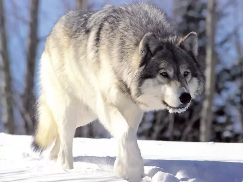 Lobo-Mau Tem Medo de Humanos? Estudo Revela Comportamento Inédito na Natureza