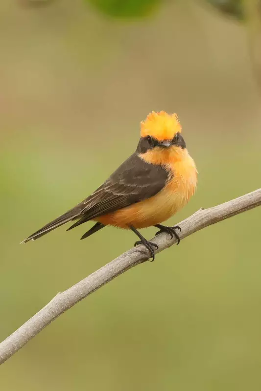 Macho de príncipe exibe plumagem alaranjada rara e surpreende cientistas