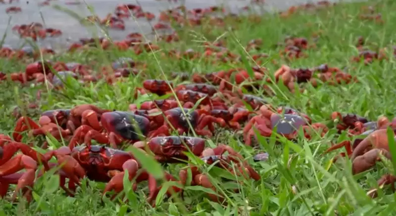 Mar Vermelho em Terra Firme: Ilha Christmas É Tomada por Milhões de Caranguejos em Migração Espetacular