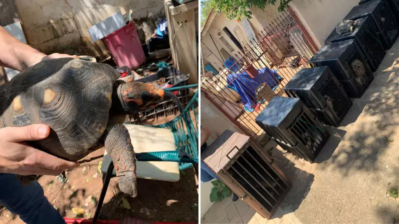 Maus-tratos a animais: homem é multado em R$ 42 mil após resgate de cachorros e gatos em situação precária