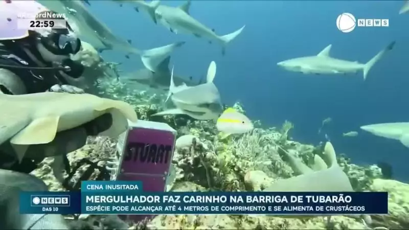 Mergulhador Encosta em Tubarão-Baleia e Cena Rara Vira Fenômeno na Internet