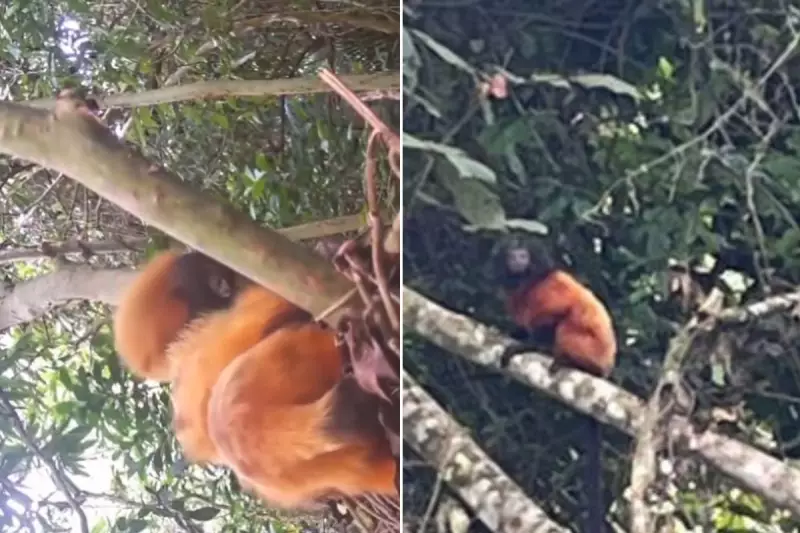 Mico-leão-caiçara ganha ninhos artificiais em parque de SP: esperança para espécie ameaçada
