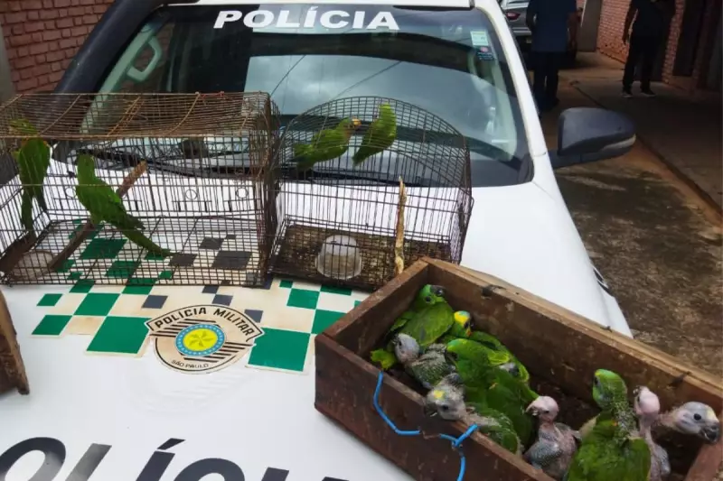 Multa de R$ 90 mil por criação ilegal: homem mantinha 22 filhotes de papagaio em cativeiro no interior de SP