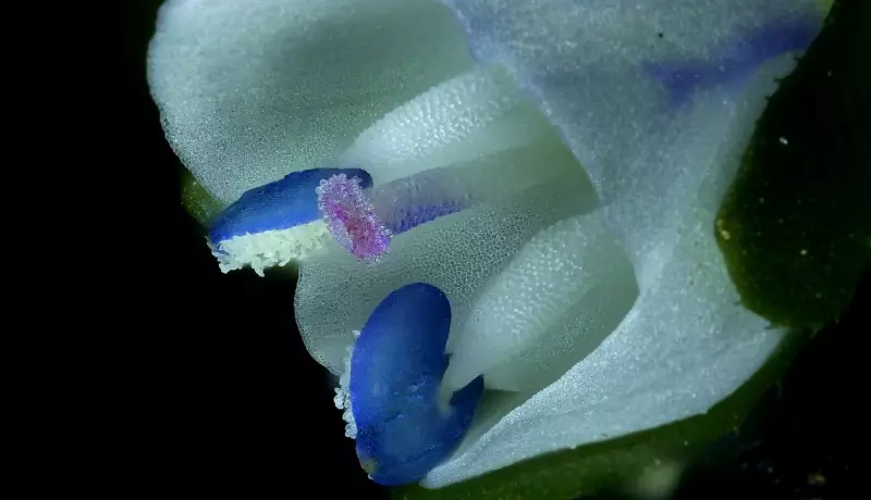 Mundo Invisível Revelado: Concurso Internacional Exibe Beleza Oculta da Vida Microscópica