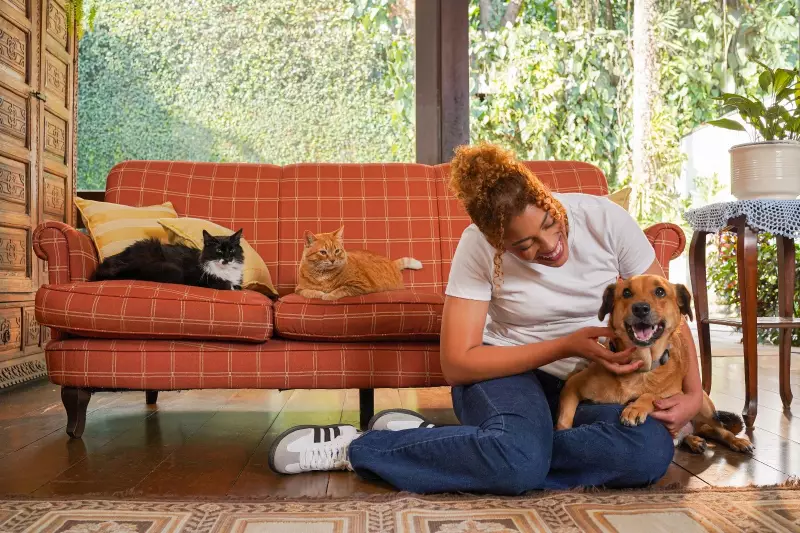 Novela com Cães e Gatos Vira Sensação na Web e Promove Adoção: Conheça a História