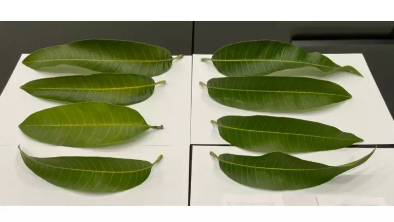 Nutrimaturação: O Protocolo Revolucionário Que Está Transformando a Agricultura no Vale do São Francisco