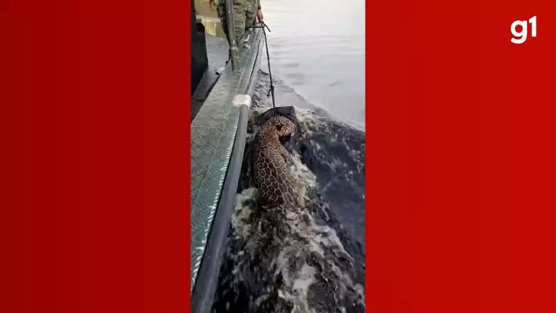 Onça-pintada baleada no Rio Negro surpreende com recuperação e pode voltar à natureza em breve