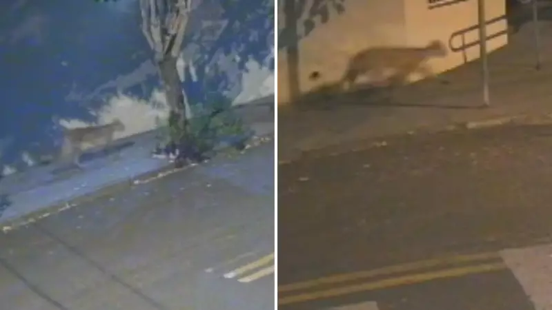 Onça-Pintada Toma Conta de Rua em Buritama: Veja o Vídeo Impressionante!