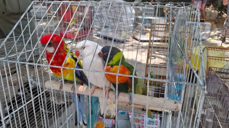 Operação do Ibama desmantela maior feira de animais silvestres do país em Fortaleza; mais de 30 presos