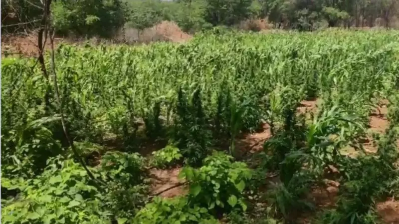 Operação em Floresta: Homem é preso com plantação de maconha avaliada em R$ 1,3 milhão | Caruaru