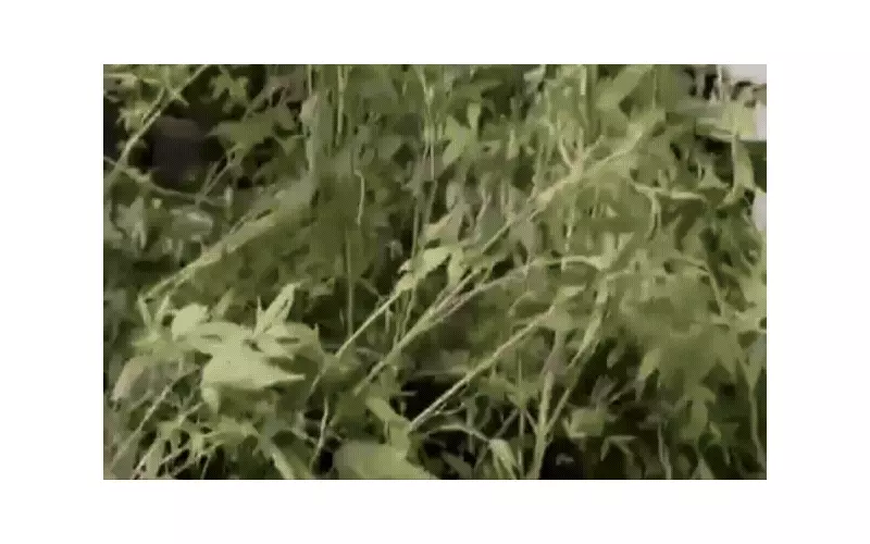 Operação em Nossa Senhora do Socorro apreende 300 pés de maconha em cultivo caseiro