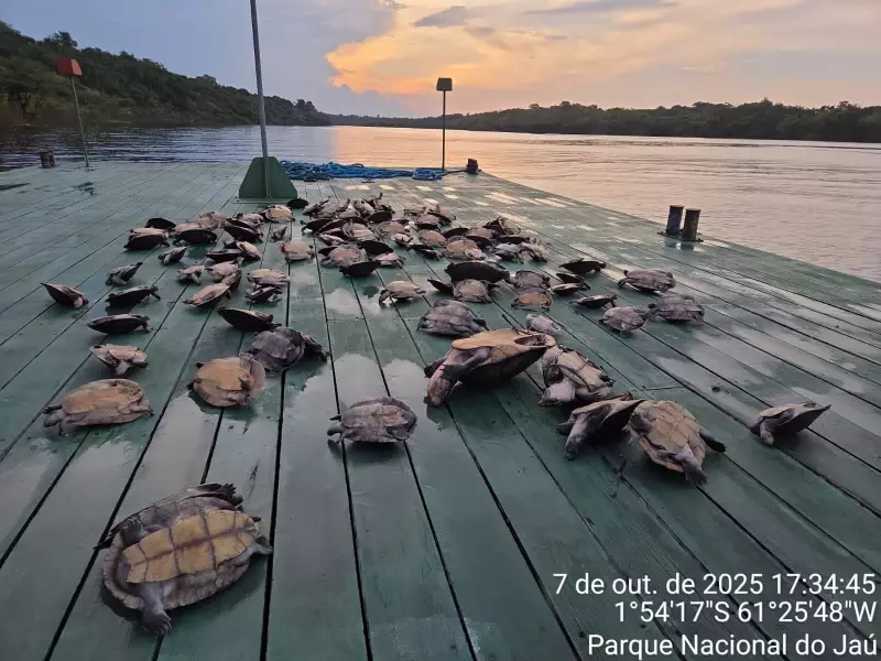Operação no Amazonas desmonta esquema de contrabando e salva 117 tartarugas e tracajás em barco