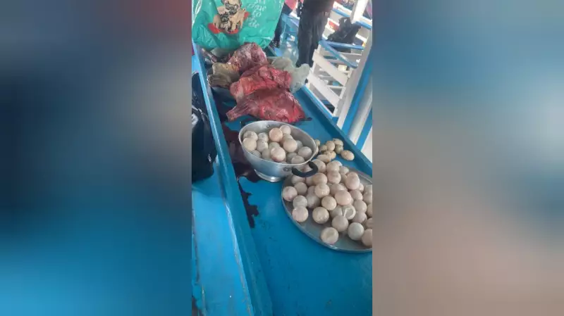 Operação apreende ovos de tartarugas e carne de animais silvestres em barco no Pará | Combate ao tráfico