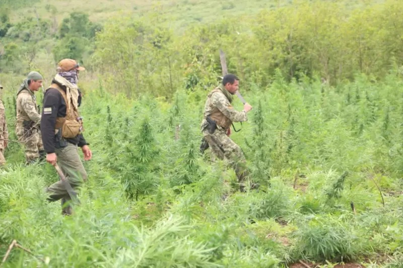Operação Conjunta Brasil-Paraguai Desmonta Rota do Tráfico e Destrói 39 Toneladas de Maconha na Fronteira