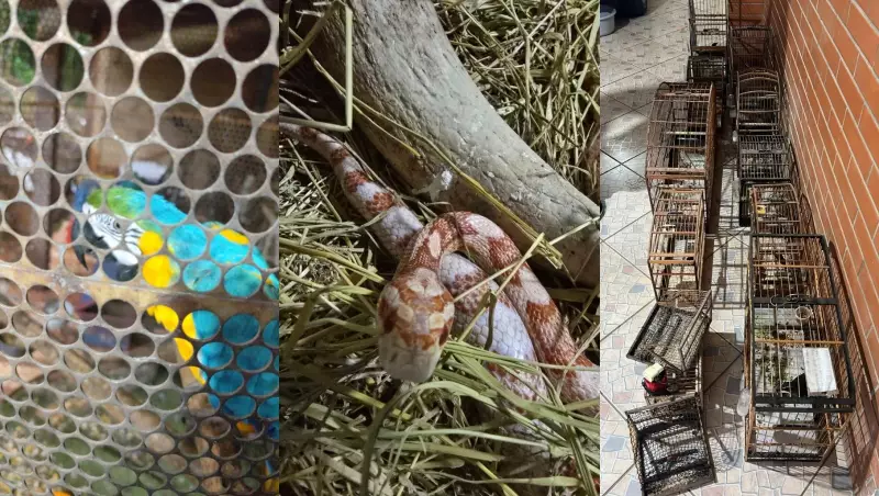 Operação desmantela rede de tráfico de animais silvestres em Santa Catarina; há prisões e apreensões
