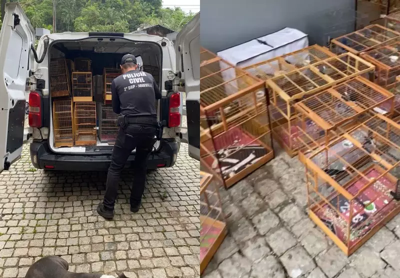 Operação em Joinville prende 4 e apreende 212 aves mantidas em cativeiro para venda ilegal