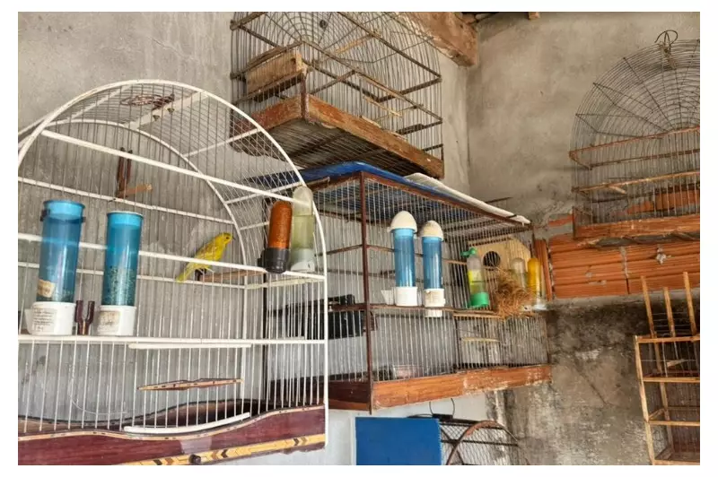 Operação Nacional desmantela rede de tráfico de animais silvestres em Cuiabá | G1 MT