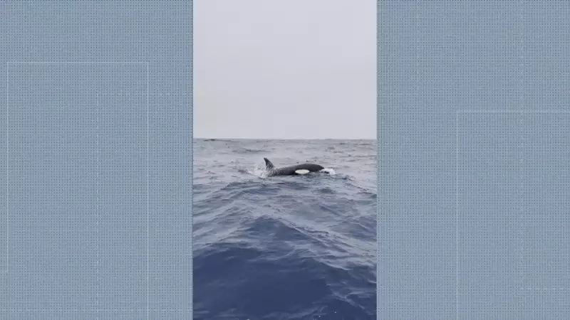 Orcas Avistadas na Costa do Rio: Espetáculo da Natureza Surpreende Pesquisadores
