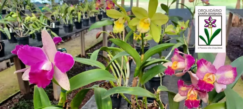Orquidário Santa Bárbara: 14ª Edição do Festival Encanta com Mais de 3 Mil Flores