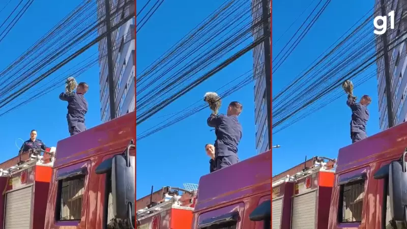Ouriço tem dia de aventura e fica preso em fios de telefonia em Bento Gonçalves; veja o resgate