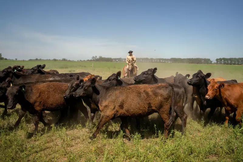 Pampa em Colapso: O Bioma que Mais Perdeu Vegetação Nativa no Brasil nas Últimas 4 Décadas