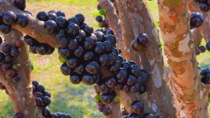 Paraíso das Jabuticabeiras: Fazenda em Itu Tem Mais de Mil Pés em Produção Total