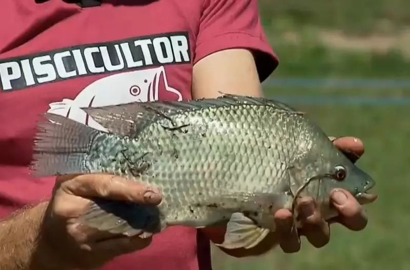 Paraná Conquista Mercado Global: Tilápia Pode Entrar na Lista de Espécies para Exportação