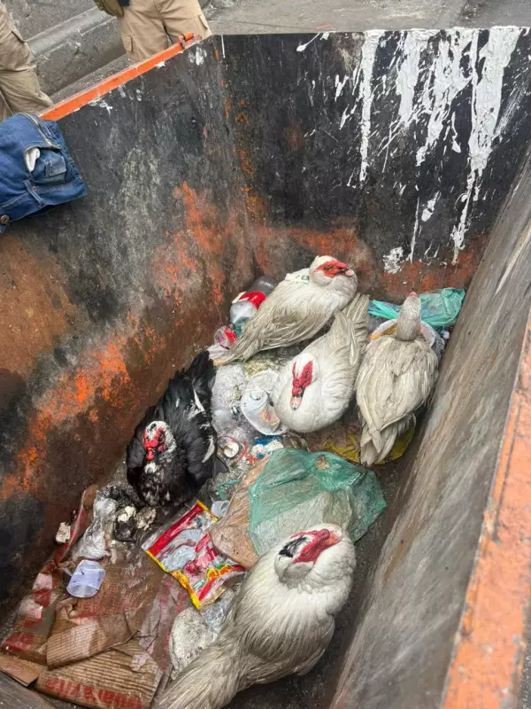 Patos e Ganso Sobrevivem Milagrosamente em Caminhão de Lixo no Centro do Rio — Veja o Resgate Comovente!