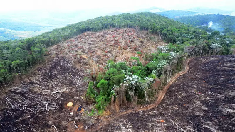 Pecuária Ilegal Devasta Unidades de Conservação na Amazônia: Denúncia Alarmante