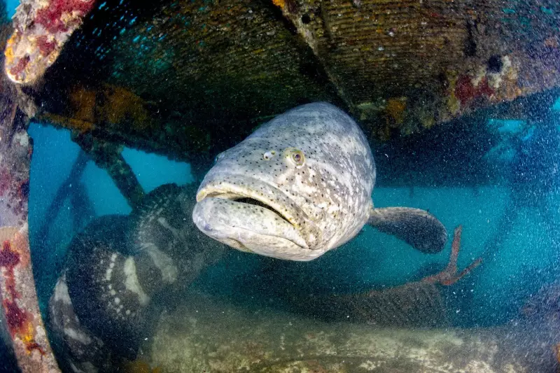 Peixes Bebem Água? Descubra o Mistério da Hidratação Subaquática