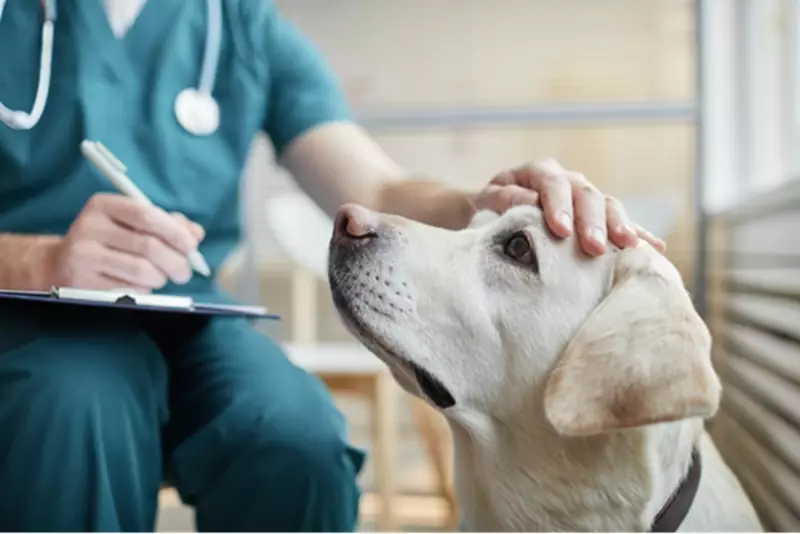 Petrópolis avança na criação de hospital público veterinário com apoio de lei estadual