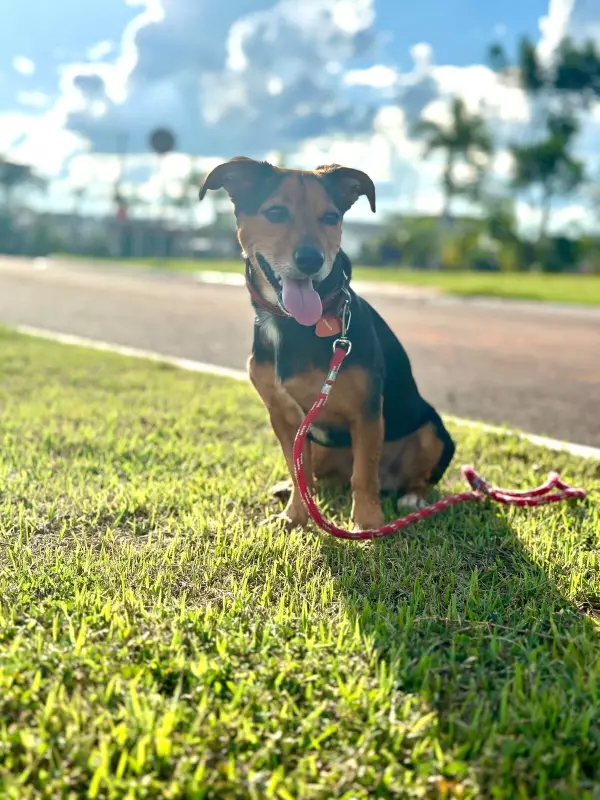 Pituco, o Cão Herói de Marília: História Inspira Livros, HQs e Políticas Públicas