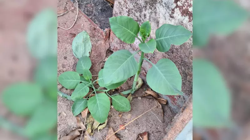 Planta Tóxica Disfarçada de Couve: 4 Internados em MG em Estado Grave