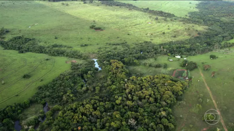 Plantadores de Água: Heróis Anônimos do Cerrado Recarregam Nascentes e Protegem Biodiversidade