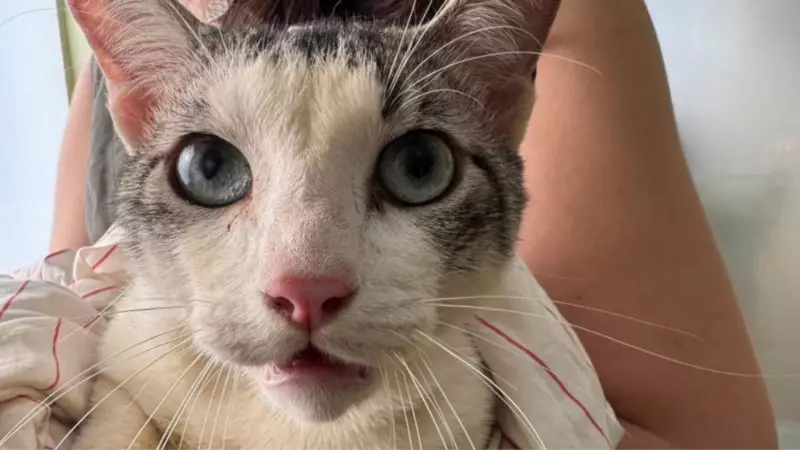 Polícia desmantela rede criminosa que vendia sangue de gatos para laboratórios no interior de SP
