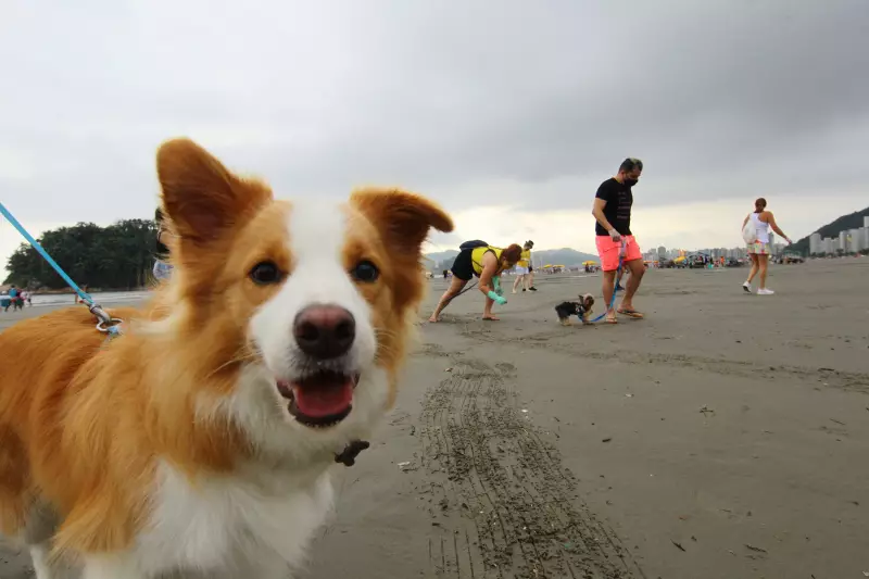 Praia com Pet: Guia Completo dos Locais Pet Friendly no Litoral de SP