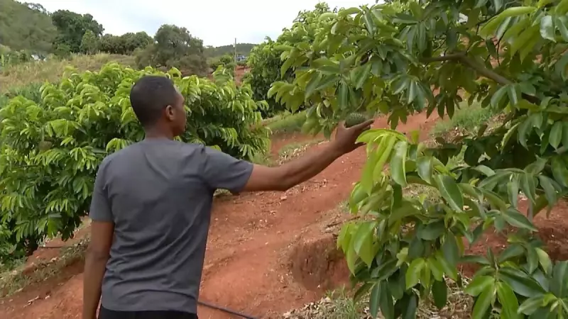 Quilombo Brasileiro Mostra Caminho da Sustentabilidade: Autossuficiência Alimentar e Resgate Cultural