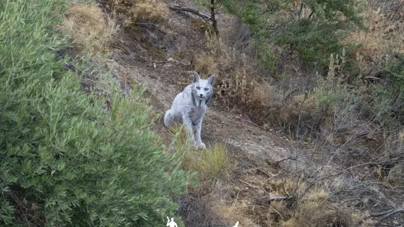 Raro Lince-Ibérico Albino é Flagrado em Portugal: Primeiro Registro na História