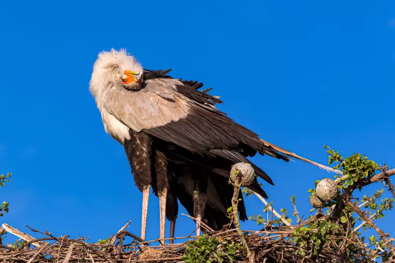 Sabedoria Animal: Como o Comportamento das Espécies Pode Revolucionar o Agronegócio