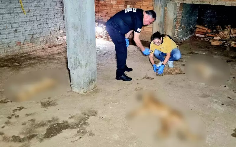 Seis animais são encontrados mortos com suspeita de envenenamento em Passos, MG; Polícia Civil investiga