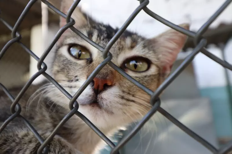 Sergipe Vira Exemplo: Lei Histórica Proíbe Cães e Gatos Presos em Correntes