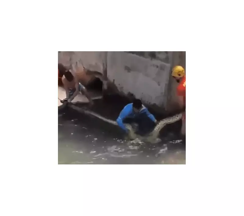 Sucuri Gigante de 5 Metros Surpreende Hóspedes em Resort de Goiás: Operação dos Bombeiros para Resgate