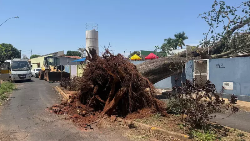 Susto Gigante: Árvore Centenária Desaba em Área de Recreação de Creche em Bauru
