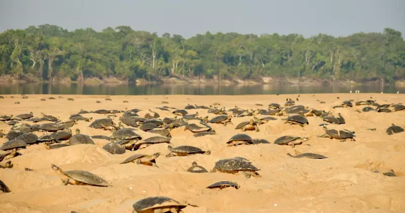 Tartarugas da Amazônia: Desova em Rondônia Atrasada Pelo 2º Ano Seguido e Especialistas Alertam