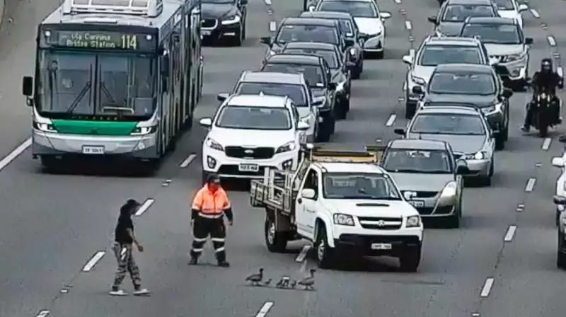 Trânsito Paralisado na Austrália: Família de Patos Toma Conta de Rodovia Movimentada