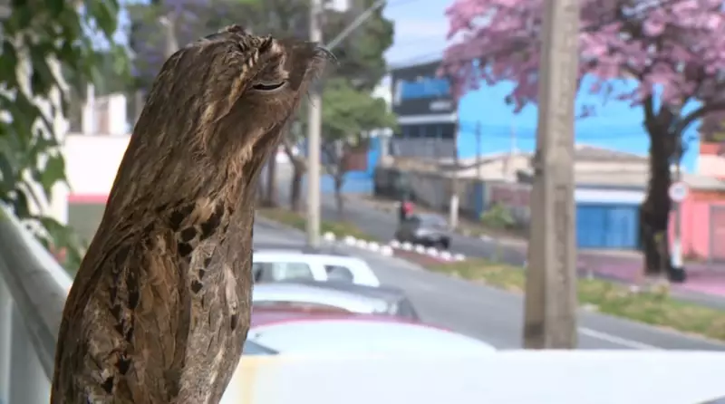 Urutau 'enlouquece' em Campinas: ave noturna vira atração diurna em avenida movimentada